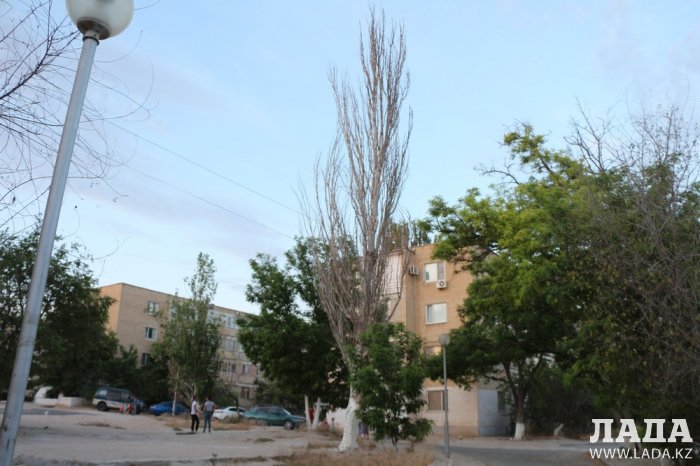 Полив по факту: Исполнение графика полива в Актау 13 июня