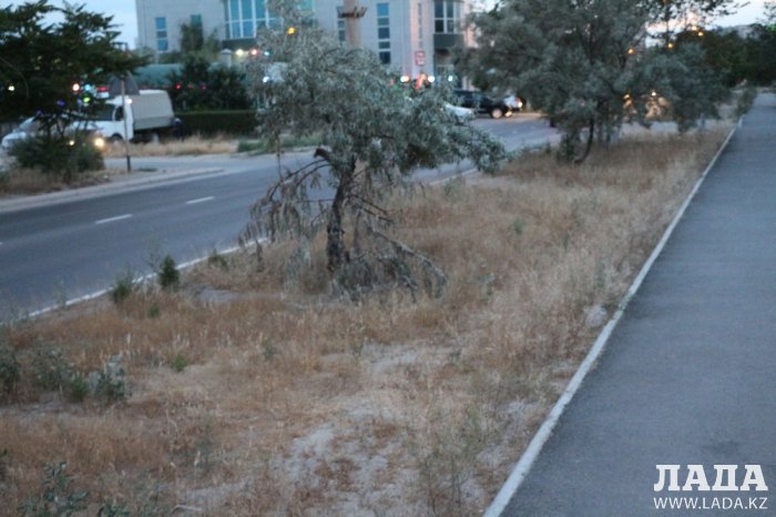 Полив по факту: Исполнение графика полива в Актау 13 июня