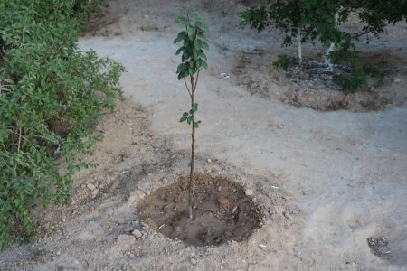 Полив по факту: Исполнение графика полива в Актау 13 июня