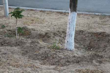 Полив по факту: Исполнение графика полива в Актау 13 июня