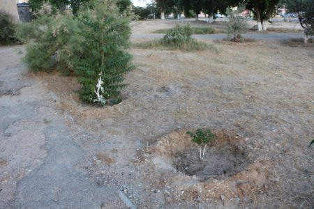 Полив по факту: Исполнение графика полива в Актау 13 июня