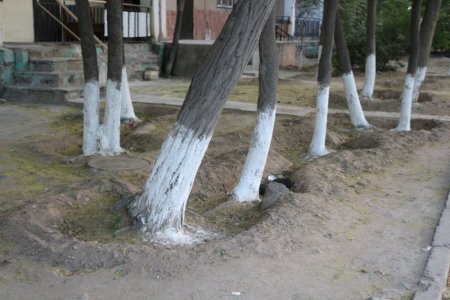 Полив по факту: Исполнение графика полива в Актау 13 июня