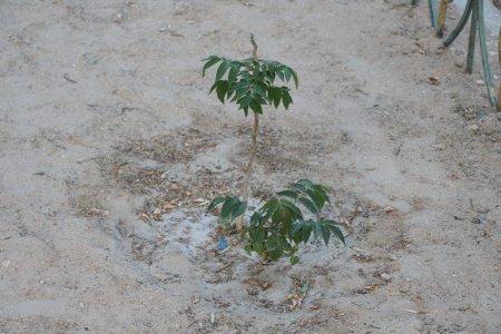 Полив по факту: Исполнение графика полива в Актау 13 июня