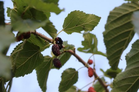 Полив по факту: Исполнение графика полива в Актау 13 июня