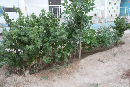 Полив по факту: Исполнение графика полива в Актау 13 июня