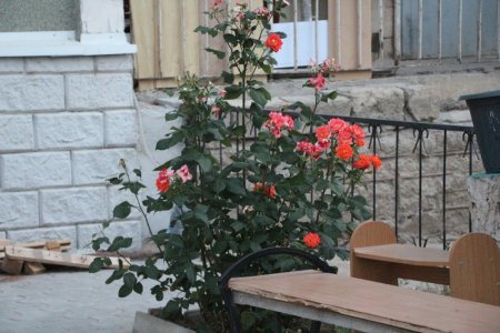 Полив по факту: Исполнение графика полива в Актау 13 июня