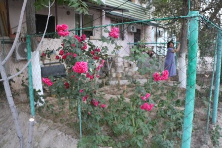 Полив по факту: Исполнение графика полива в Актау 13 июня