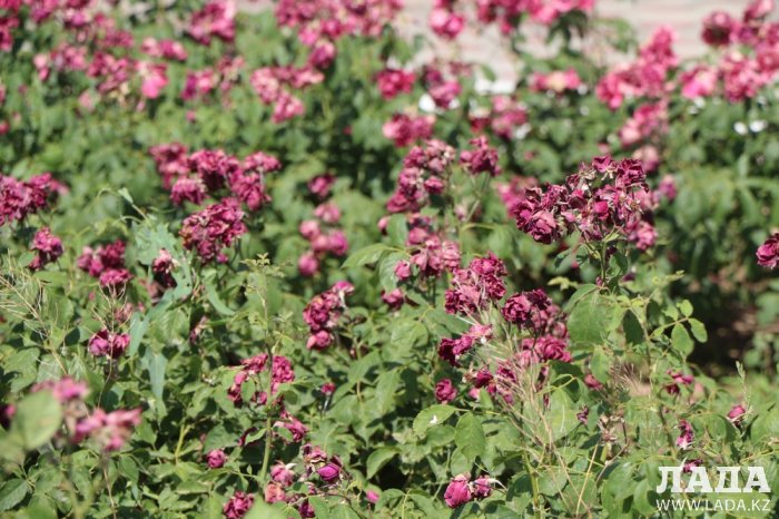 На спуске в 4 микрорайоне Актау высыхают цветы