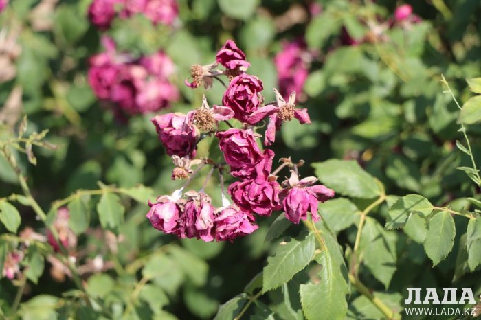 На спуске в 4 микрорайоне Актау высыхают цветы