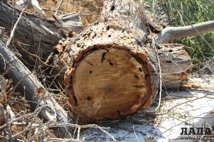 На спуске в 4 микрорайоне Актау высыхают цветы