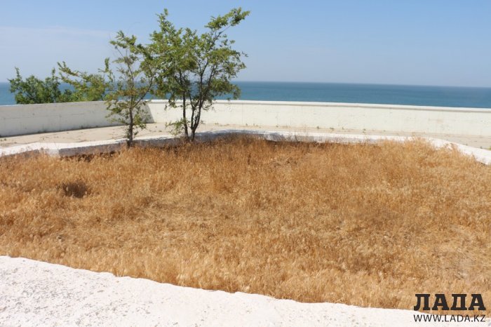 На спуске в 4 микрорайоне Актау высыхают цветы