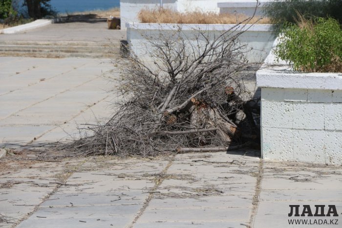 На спуске в 4 микрорайоне Актау высыхают цветы