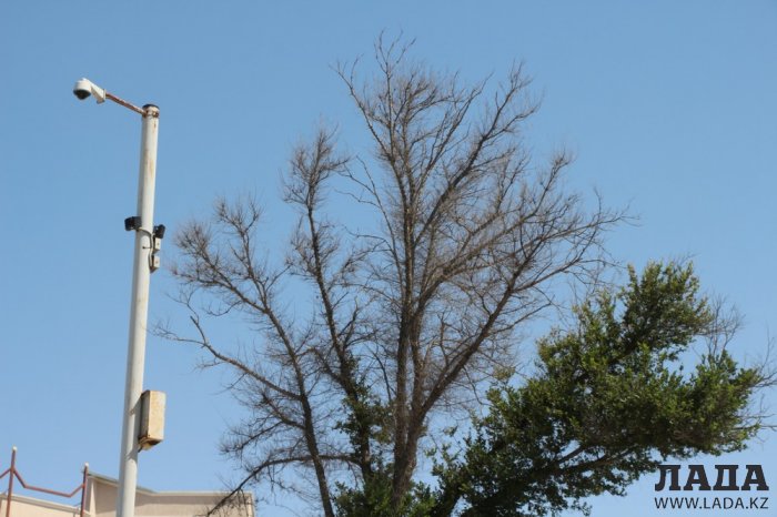 На спуске в 4 микрорайоне Актау высыхают цветы