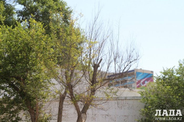 На спуске в 4 микрорайоне Актау высыхают цветы