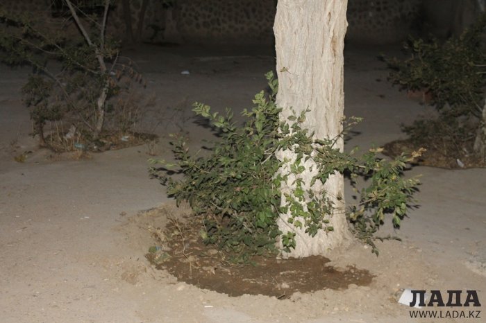 Полив по факту: Исполнение графика в Актау 14 июня