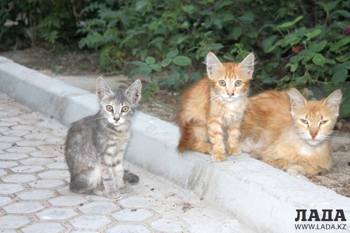 Полив по факту: Исполнение графика в Актау 15 июня