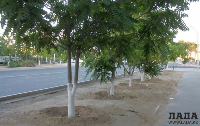 Полив по факту: Исполнение графика в Актау 15 июня