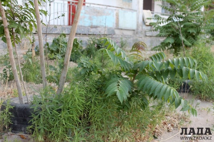 Полив по факту: Исполнение графика в Актау 15 июня