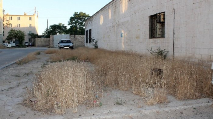 Полив по факту: Исполнение графика в Актау 15 июня