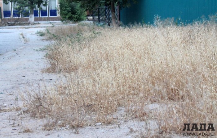 Полив по факту: Исполнение графика в Актау 15 июня