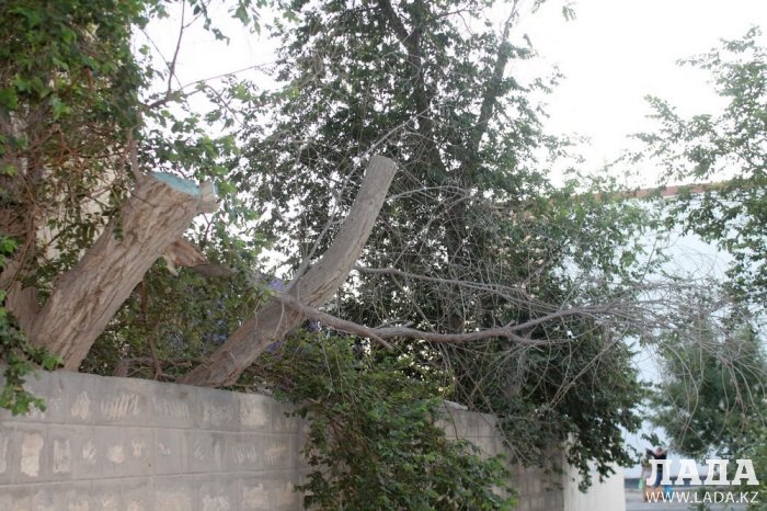 Полив по факту: Исполнение графика в Актау 15 июня