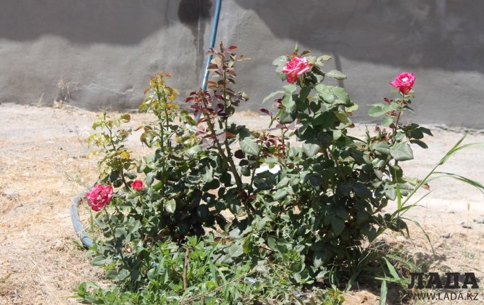 ТОО «РЭП» не произвело полив по указанному в графике адресу в 5 микрорайоне Актау