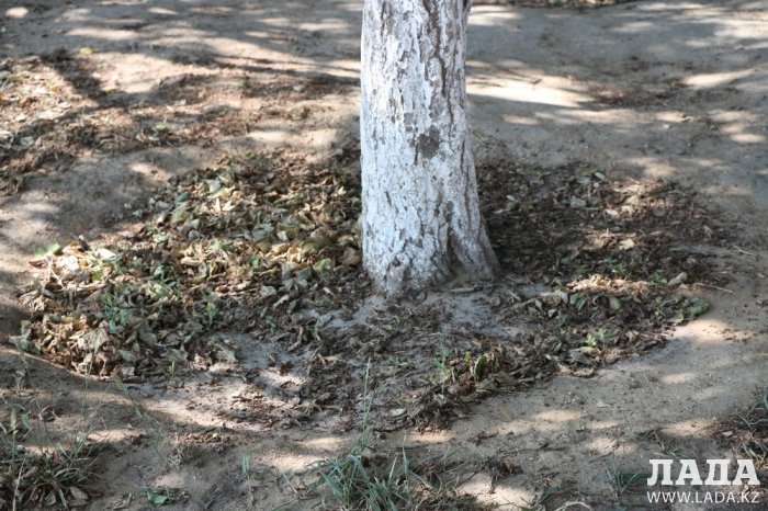 Фоторепортаж: Состояние зеленых насаждений на площади «Ынтымак» в Актау
