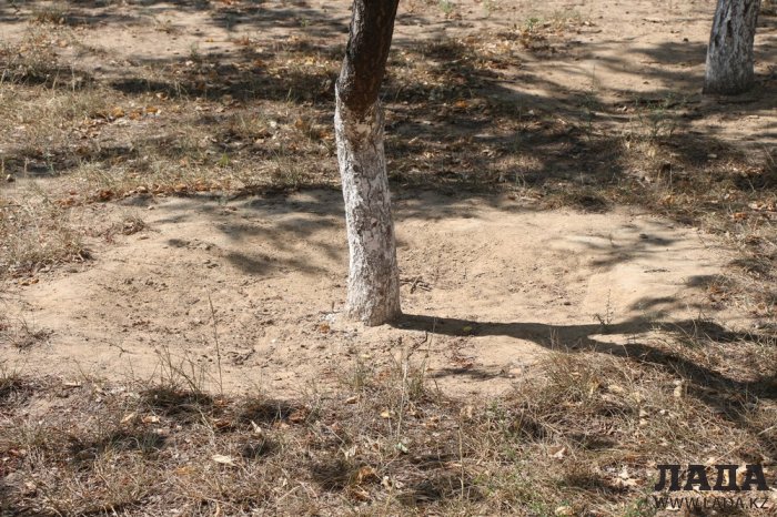 Фоторепортаж: Состояние зеленых насаждений на площади «Ынтымак» в Актау