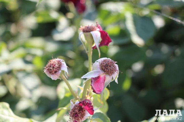 Фоторепортаж: Состояние зеленых насаждений на площади «Ынтымак» в Актау