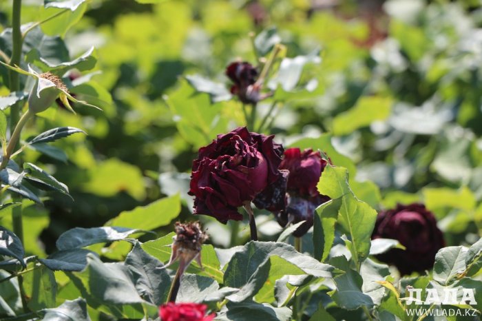 Фоторепортаж: Состояние зеленых насаждений на площади «Ынтымак» в Актау