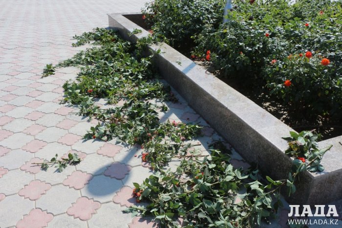 Фоторепортаж: Состояние зеленых насаждений на площади «Ынтымак» в Актау