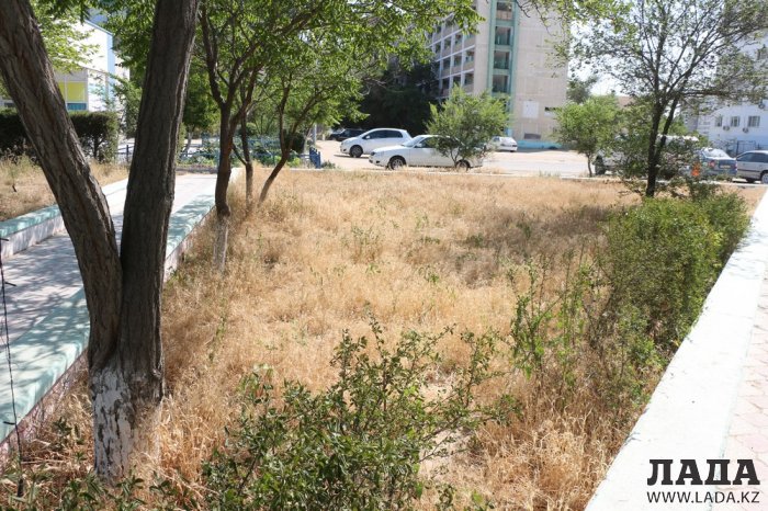 Фоторепортаж: Состояние зеленых насаждений на площади «Ынтымак» в Актау
