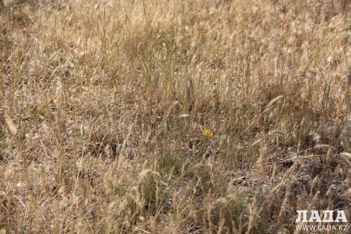 Фоторепортаж: Состояние зеленых насаждений на площади «Ынтымак» в Актау