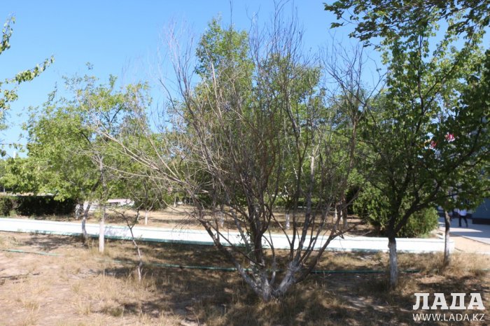 Фоторепортаж: Состояние зеленых насаждений на площади «Ынтымак» в Актау