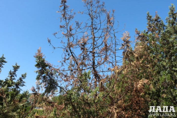 Фоторепортаж: Состояние зеленых насаждений на площади «Ынтымак» в Актау