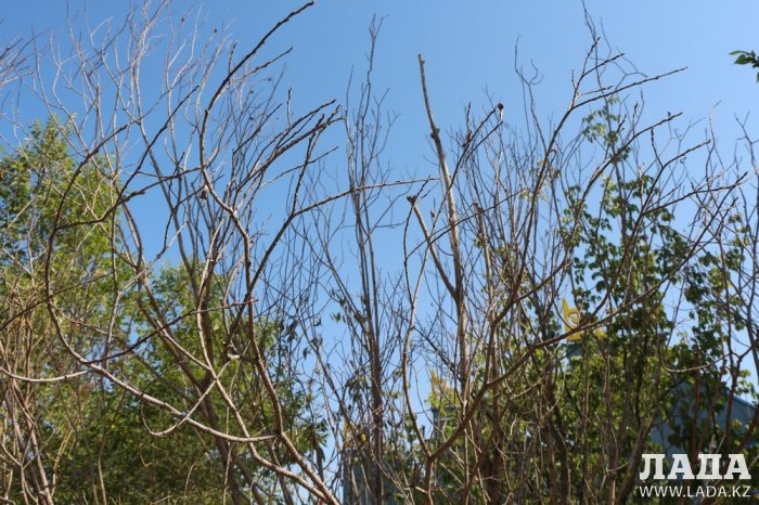 Фоторепортаж: Состояние зеленых насаждений на площади «Ынтымак» в Актау