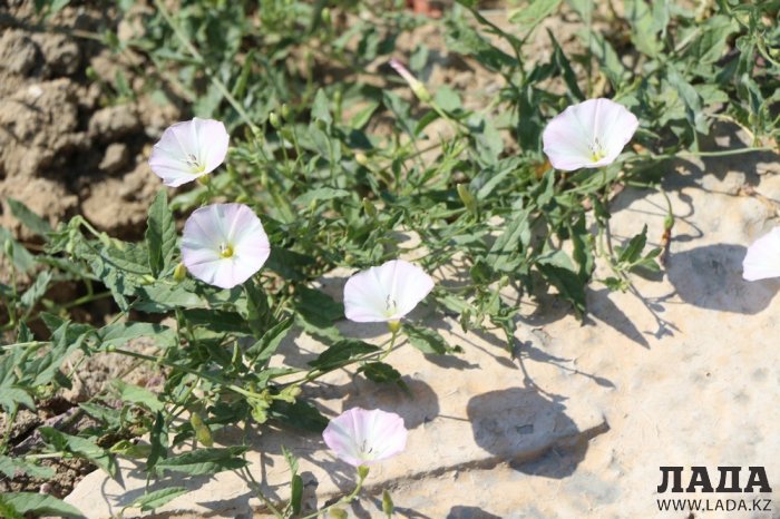 Фоторепортаж: Состояние зеленых насаждений на площади «Ынтымак» в Актау