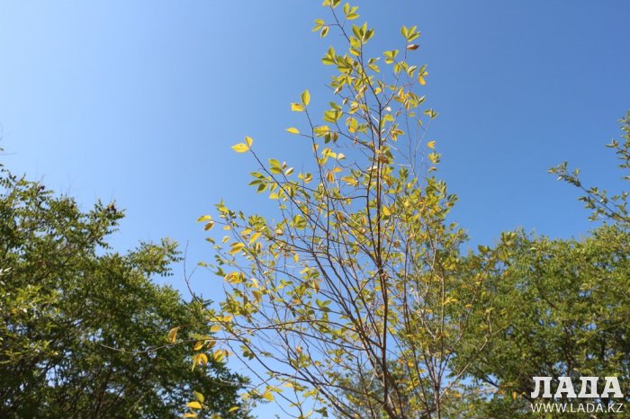 Фоторепортаж: Состояние зеленых насаждений на площади «Ынтымак» в Актау