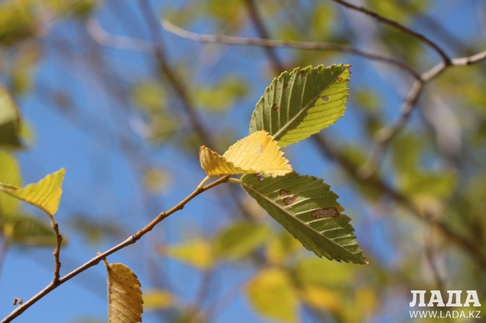 Фоторепортаж: Состояние зеленых насаждений на площади «Ынтымак» в Актау