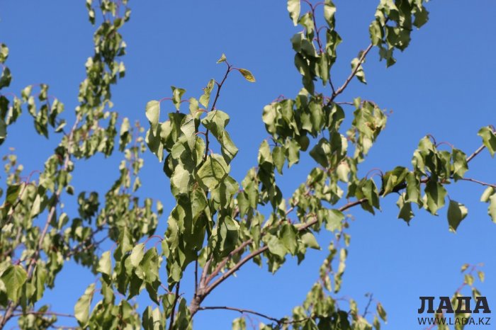 Фоторепортаж: Состояние зеленых насаждений на площади «Ынтымак» в Актау