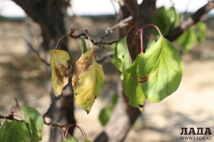 Фоторепортаж: Состояние зеленых насаждений на площади «Ынтымак» в Актау