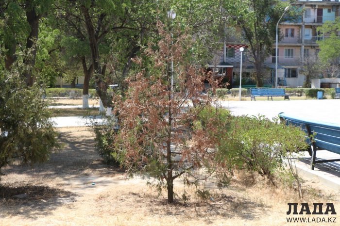 Фоторепортаж: Состояние зеленых насаждений в сквере имени Захарова в Актау