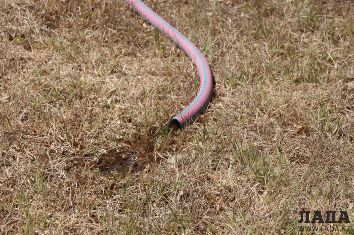 Фоторепортаж: Состояние зеленых насаждений в сквере имени Захарова в Актау
