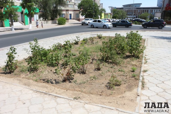Фоторепортаж: Состояние зеленых насаждений в сквере имени Захарова в Актау