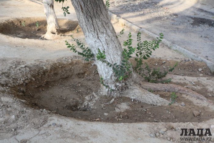Полив по факту: Исполнение графика в Актау 17 июня