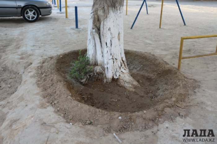 Полив по факту: Исполнение графика в Актау 17 июня