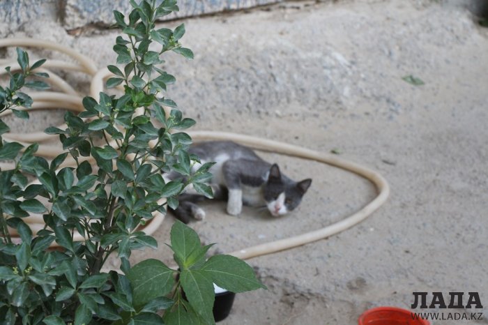 Полив по факту: Исполнение графика в Актау 17 июня