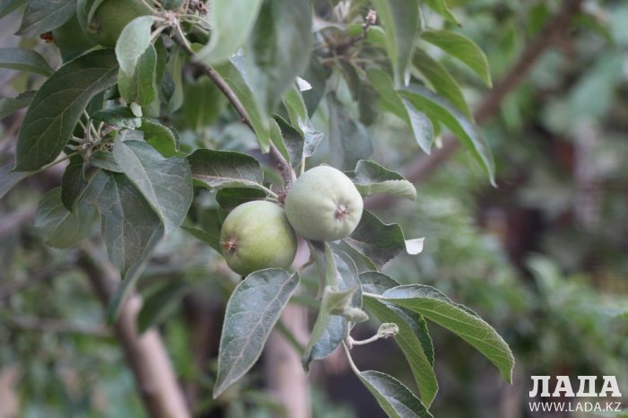 Полив по факту: Исполнение графика в Актау 17 июня