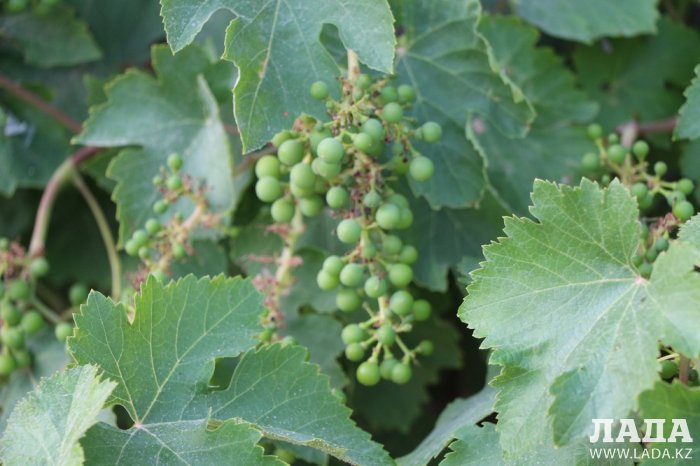 Полив по факту: Исполнение графика в Актау 17 июня