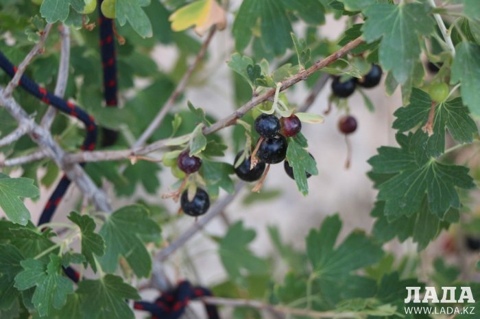 Полив по факту: Исполнение графика в Актау 17 июня
